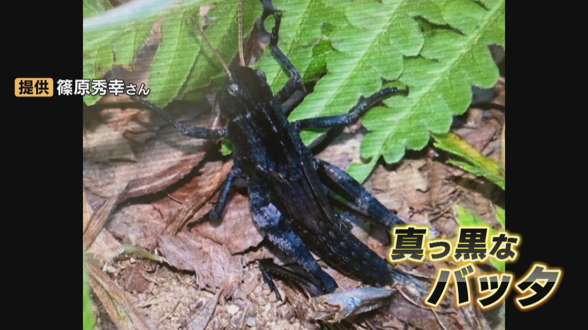 届いた写真に “真っ黒な” 昆虫？捕食されずに生き残る “幸運のバッタ