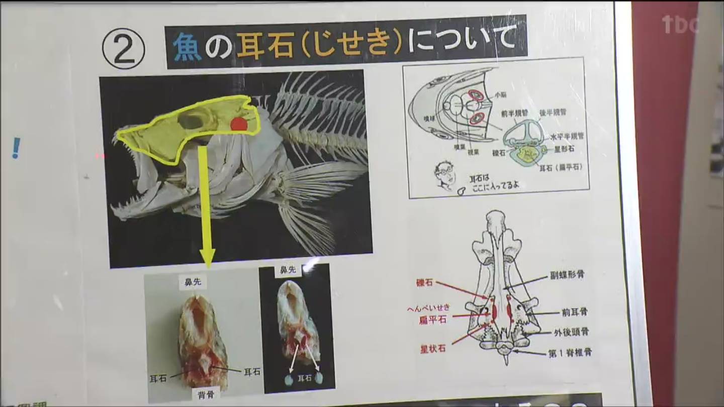 浜辺の骨 耳石 魚の骨 肩甲骨 浜辺の骨 耳石 魚の骨 肩甲骨