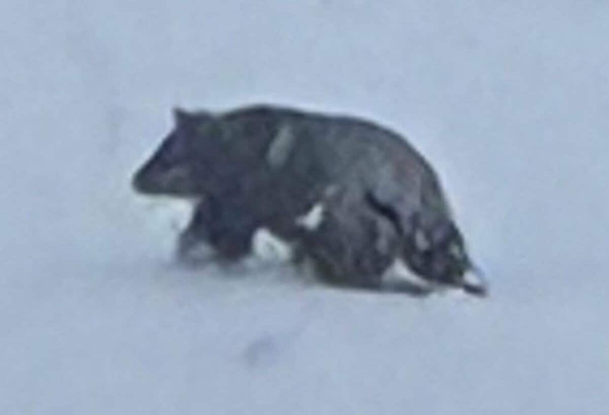 接近に気付かず後ろから襲われた」雪かき中に熊に襲われた78歳男性は