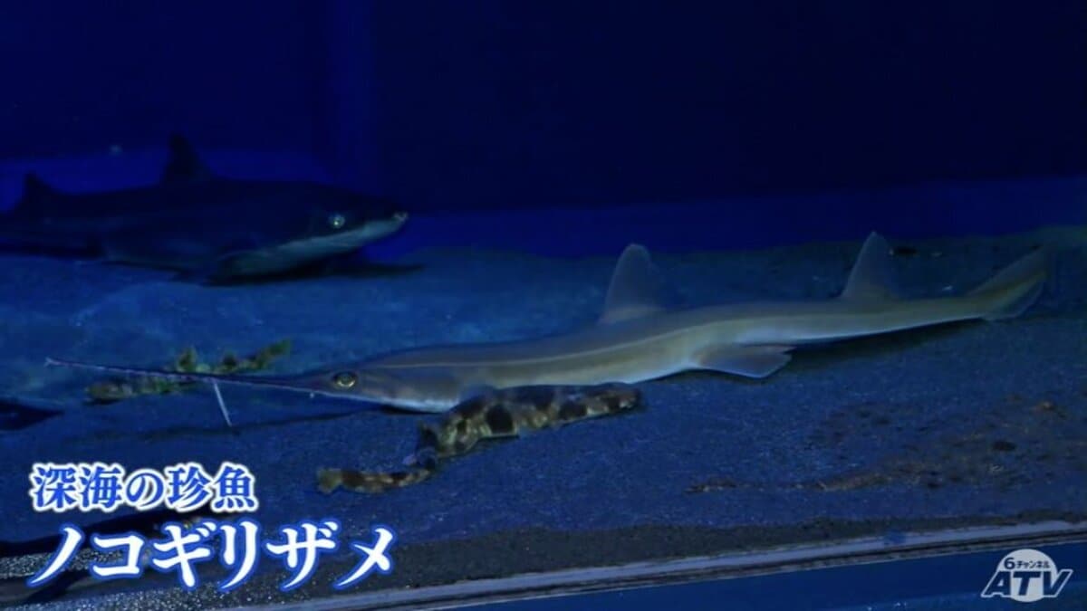 見たことなかったけどわかる」ノコギリザメ 5年ぶりに展示 | 青森の