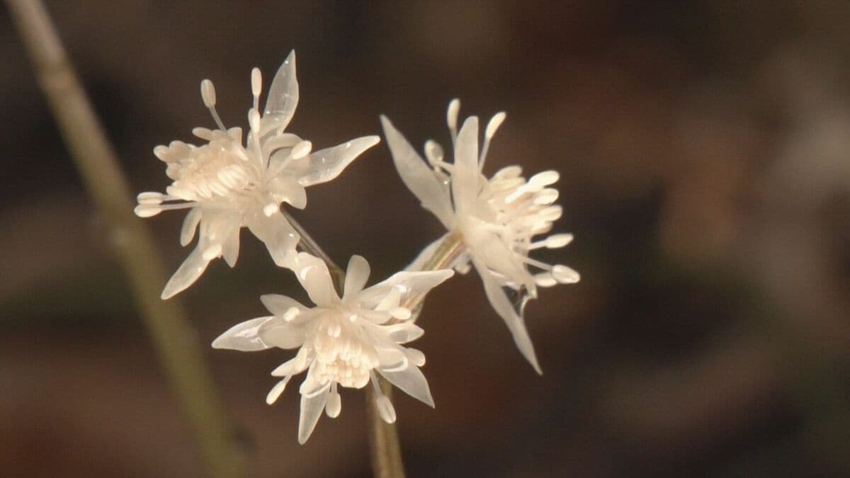  岐阜・高山市の城山公園で“春の使者”｢セリバオウレン｣咲く ことし1月クマ目撃で閉鎖も解除に 3月中旬まで見頃