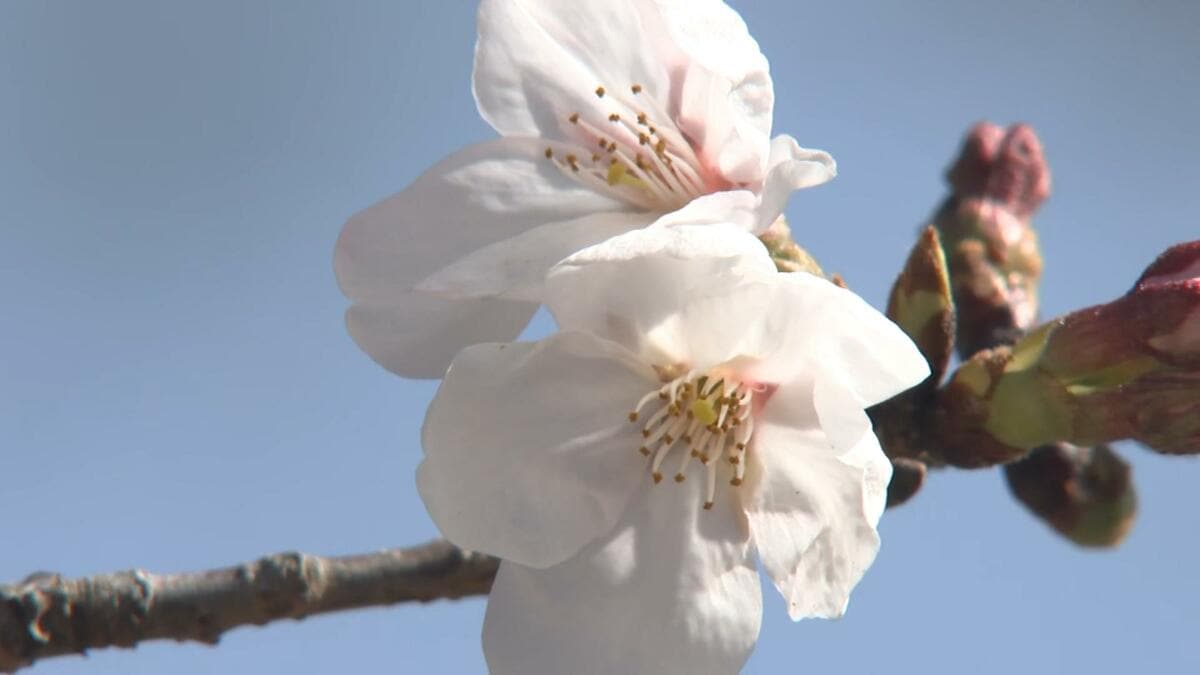 全国トップ、高知でサクラ開花!標本木に6輪の花、一足早く“春の頼り”　今後も平年より気温高く1週間ほどで満開か