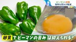 子どもがピーマンをパクパク!「卵黄」と一緒に食べると苦みが軽減!?キユーピーの大発見を試してみた【ひるおび】|TBS NEWS DIG