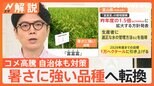 お米の高騰に自治体も対策 暑さに強い品種「富富富」の栽培面積を“1.5倍”に拡大へ 富山県【Nスタ解説】|TBS NEWS DIG