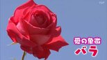 ごめんなさい、心変わり、絶望的な愛…本数で変わる花言葉!見て食べて楽しむ『秋バラ』【市場で旬みっけ!】|TBS NEWS DIG