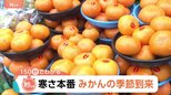 みかんの季節到来!ポイントは「色の濃さ」「軸の細さ」「皮のきめ細かさ」甘いみかんの見分け方【Nスタ解説】|TBS NEWS DIG