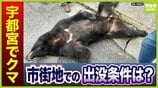 市街地でクマに遭遇したら「鈴鳴らす」「大声」はNG！刺激せず「静かに退避」を　宇都宮市の住宅街にクマ「6・7月は交尾期。メスを求めて行動する中で“迷い込んだ”のでは」【専門家取材】　|　MBSニュース | 関西の最新ニュースを分かりやすく。