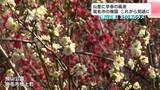 「心が洗われるような、いい香りがします」山里に早春の風景 高知県宿毛市の梅園 これから見頃に | 高知のニュース・天気|KUTV NEWS | KUTVテレビ高知