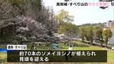 高知城の北側・高知公園内“すべり山”でサクラ見頃に　大勢の花見客でにぎわう　高知城三ノ丸のサクラは4～5分咲きに【高知】|TBS NEWS DIG