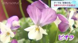 まるでウサギの耳…「季節を彩る花々~新春~」 富山・砺波市 | 富山のニュース|天気・防災|チューリップテレビ