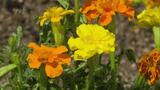 オレンジ色の花で認知症に優しい街を~「世界アルツハイマーデー」9月21日を前に|TBS NEWS DIG