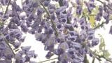 頭上に広がる“可憐な紫の花”…樹齢210年のフジの花が見ごろに|TBS NEWS DIG