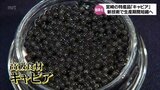 生産までの期間を短く 宮崎県産キャビアの追い風となるか チョウザメの生育を早める技術が誕生 | MRTニュース | MRT宮崎放送