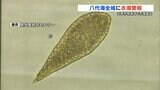 八代海全域に『赤潮警報発令』 原因は極めて有害な「シャットネラ属の植物性プランクトン」 熊本 | 熊本のニュース|RKK NEWS|RKK熊本放送