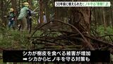 「木が腐らない森に」虫食いや病気、食害からヒノキを守れ!民間企業や森林組合などが協力し育樹活動=静岡・富士宮市 | 静岡のニュース | SBSNEWS | 静岡放送