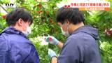 「現場主義」を身につける　新人県職員がさくらんぼの収穫作業に挑戦　|　山形のニュース│TUYテレビユー山形