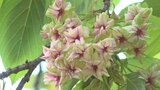 黄緑色の花のサクラ「御衣黄」が満開 国宝の仏殿がある清白寺 山梨市|TBS NEWS DIG