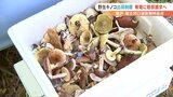 「自由に採れるような状態に戻ってほしい」野生キノコ出荷制限 今年も東電に賠償請求へ 鳴沢・富士河口湖恩賜林組合 | 山梨のニュース | UTYテレビ山梨