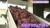 今年は高温少雨もワインの出来は期待! 朝日町でワインの仕込み作業始まる(山形) | 山形のニュース│TUYテレビユー山形