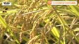 コメの生育状況は「おおむね順調」も「胴割れ」に注意 (山形) | 山形のニュース│TUYテレビユー山形