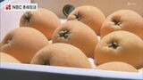 長崎びわ「なつたより」本格出荷を前に市場関係者向け試食会 「寒害で収穫量減少した前年の分を取り戻すような気持ち」 | 長崎のニュース | 天気 | NBC長崎放送