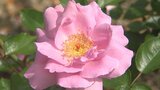 夏バラが見頃 「くじゅう花公園」350種1500株咲き誇る 大分 | 大分のニュース|OBS NEWS|大分放送