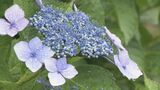 梅雨空の下 金沢市でアジサイ見頃　|　石川県のニュース｜MRO北陸放送