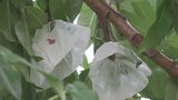 「1年に1度の大事な生産物」モモ約100個が畑から盗まれる 農家は憤り 被害額は7万円 | 山梨のニュース | UTYテレビ山梨