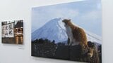 動物写真家・岩合光昭写真展「ご当地ねこ」 全国各地の愛らしい表情のネコが集結【岡山】|TBS NEWS DIG