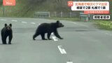 北海道でクマ出没相次ぐ　根室で道路を歩くヒグマ2頭撮影　札幌ではヒグマ1頭を駆除|TBS NEWS DIG
