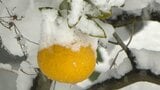 “記録的大雪”ビニールハウス損壊など2億円超の農業被害…未調査の場所あり、被害額今後も増加か(高知) | 高知のニュース・天気|KUTV NEWS | KUTVテレビ高知