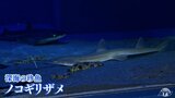 「見たことなかったけどわかる」ノコギリザメ　５年ぶりに展示　|　青森のニュース│ATV NEWS│青森テレビ