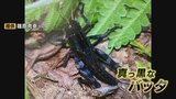 届いた写真に “真っ黒な” 昆虫?捕食されずに生き残る “幸運のバッタ” なのか…専門家「1年に1度ほどの珍しさ」富山 | 富山のニュース|天気・防災|チューリップテレビ