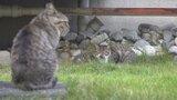 「臭い、汚れる」苦情続出の増えすぎた野良ネコ 団地住民が捕獲作戦 目指すは“共存” | 山梨のニュース | UTYテレビ山梨