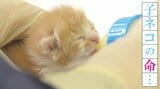 子ネコの命・・・ミルクボランティアが支えた。 | 鹿児島のニュース|MBC NEWS|南日本放送