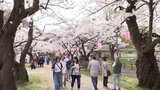 朝は7分咲きも初夏思わせる日差しで咲き進む 全長2キロの桜並木と1万本のサクラ 展勝地さくらまつり賑わう 岩手・北上市|TBS NEWS DIG