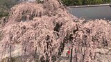 樹齢400年のシダレザクラが今見ごろ 身延山久遠寺 山梨|TBS NEWS DIG