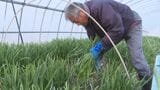 北海道では網走市でのみ栽培…“夢の野菜”行者菜の収穫始まる　ギョウジャニンニクとニラを交配して「いいとこ取り」|TBS NEWS DIG