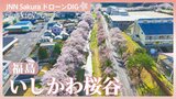 約2000本の桜並木「福島・いしかわ桜谷」【JNN sakuraドローンDIG 2026】|TBS NEWS DIG