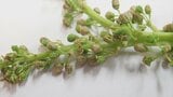 各地で確認されるシャインマスカットの「未開花症」 山梨県は対処法の指導や情報収集に乗り出す | 山梨のニュース | UTYテレビ山梨