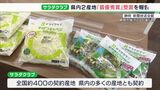2産地が最優秀賞受賞「グロワー・オブ・サラダクラブ2022」（静岡県）|TBS NEWS DIG