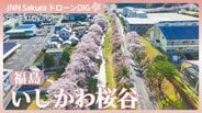 約2000本の桜並木「福島・いしかわ桜谷」【JNN sakuraドローンDIG 2026】|TBS NEWS DIG