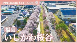 約2000本の桜並木「福島・いしかわ桜谷」【JNN sakuraドローンDIG 2026】|TBS NEWS DIG