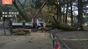 都内　桜の名所で倒木相次ぐ　千代田区「千鳥ヶ淵」と世田谷区「砧公園」 けが人はなし|TBS NEWS DIG