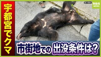 市街地でクマに遭遇したら「鈴鳴らす」「大声」はNG！刺激せず「静かに退避」を　宇都宮市の住宅街にクマ「6・7月は交尾期。メスを求めて行動する中で“迷い込んだ”のでは」【専門家取材】　|　MBSニュース | 関西の最新ニュースを分かりやすく。