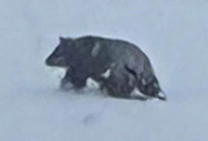 接近に気付かず後ろから襲われた」雪かき中に熊に襲われた78歳男性は