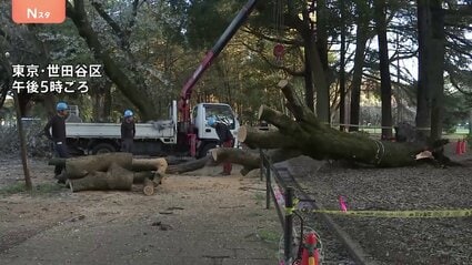 東京・世田谷区の砧公園でまた倒木 けが人なし 先月も高さ10m以上の