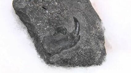 沖縄産　哺乳類の歯化石 約8000万年前の新種哺乳類の化石発見！ リスやネズミに似た小型哺乳類