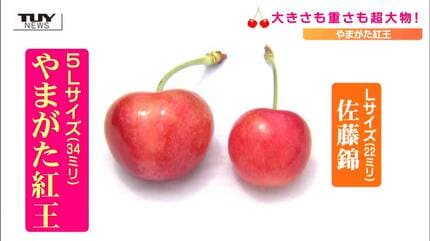 紅 vs 佐藤 の2キロ さくらんぼ新品種「やまがた紅王」の収穫始まる 大きさも重さも“超大物