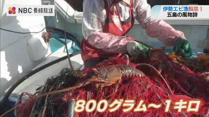 刺身とか味噌汁がおいしか」長崎県五島市で伊勢エビ漁解禁 | 長崎の